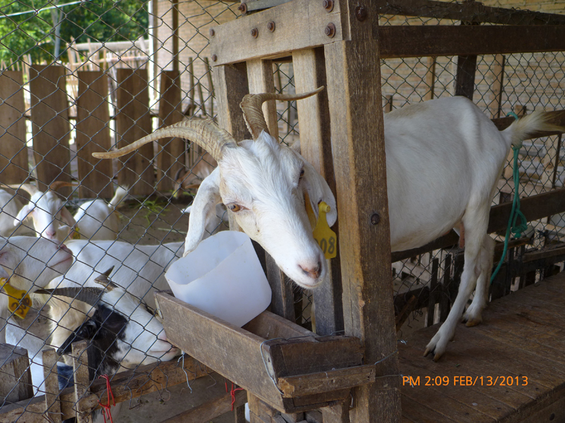 This young lady was not pleased when she realized my tour guide didn't actually intend to milk her!