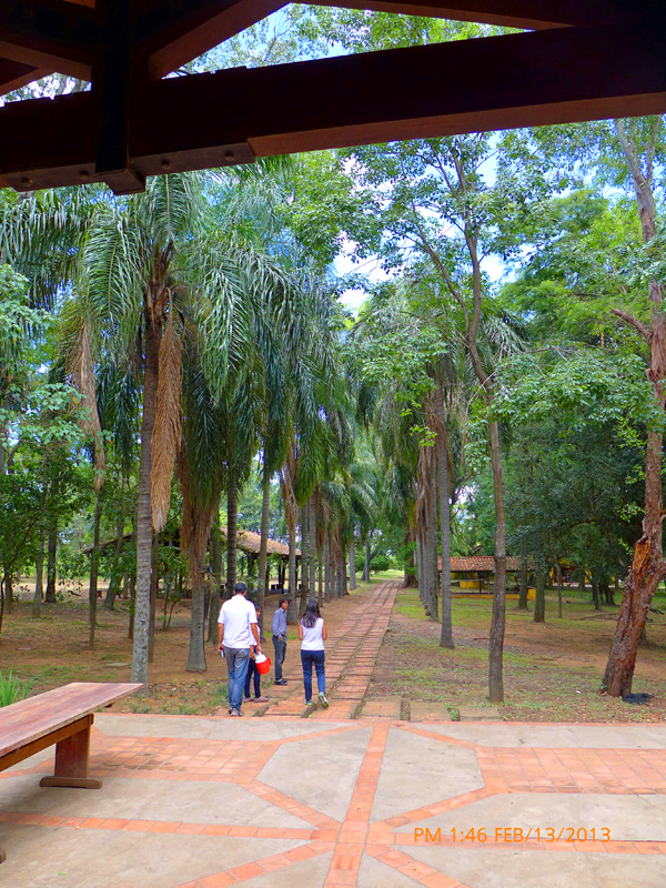 A pretty tree shaded path