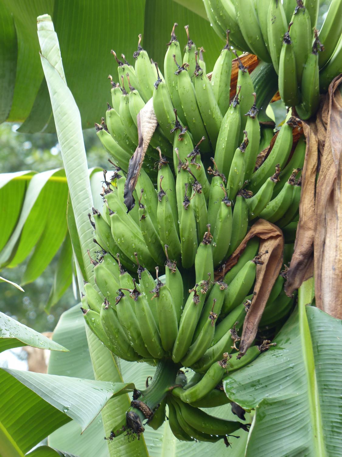 plantains