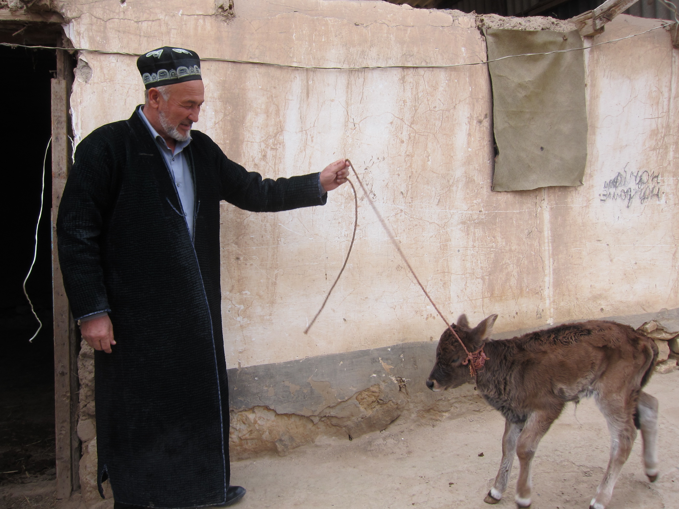 Naimjon's father and a calf recently purchased with a Kiva loan.