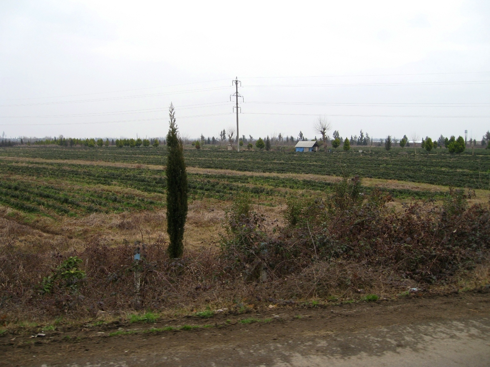 Tea grown for a commercial factory outside Lankaran.