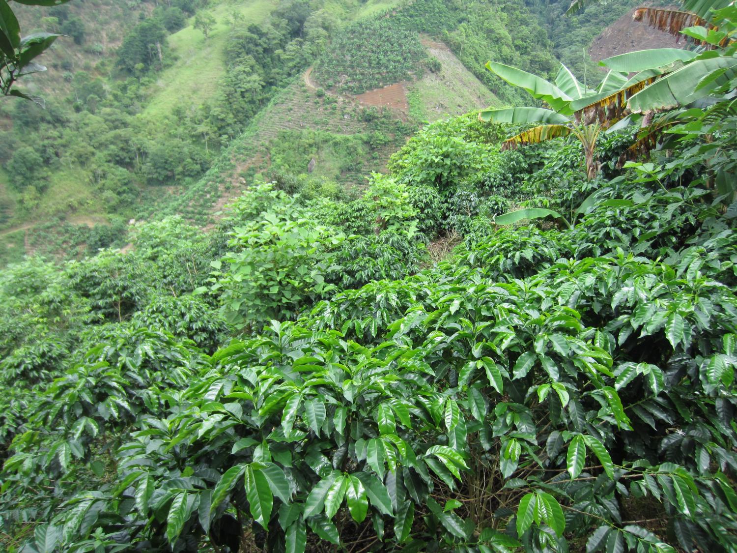 The healthy coffee plantation of a Kiva borrower.