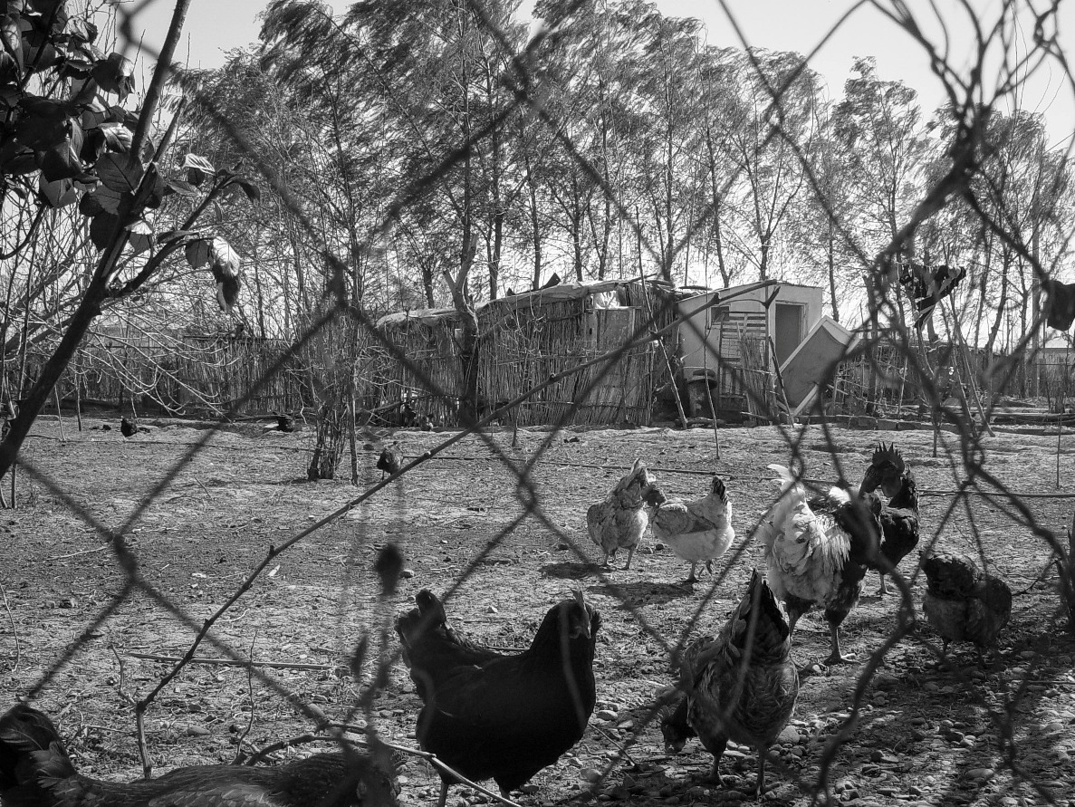 A typical backyard has livestock roaming free, growing for the family.