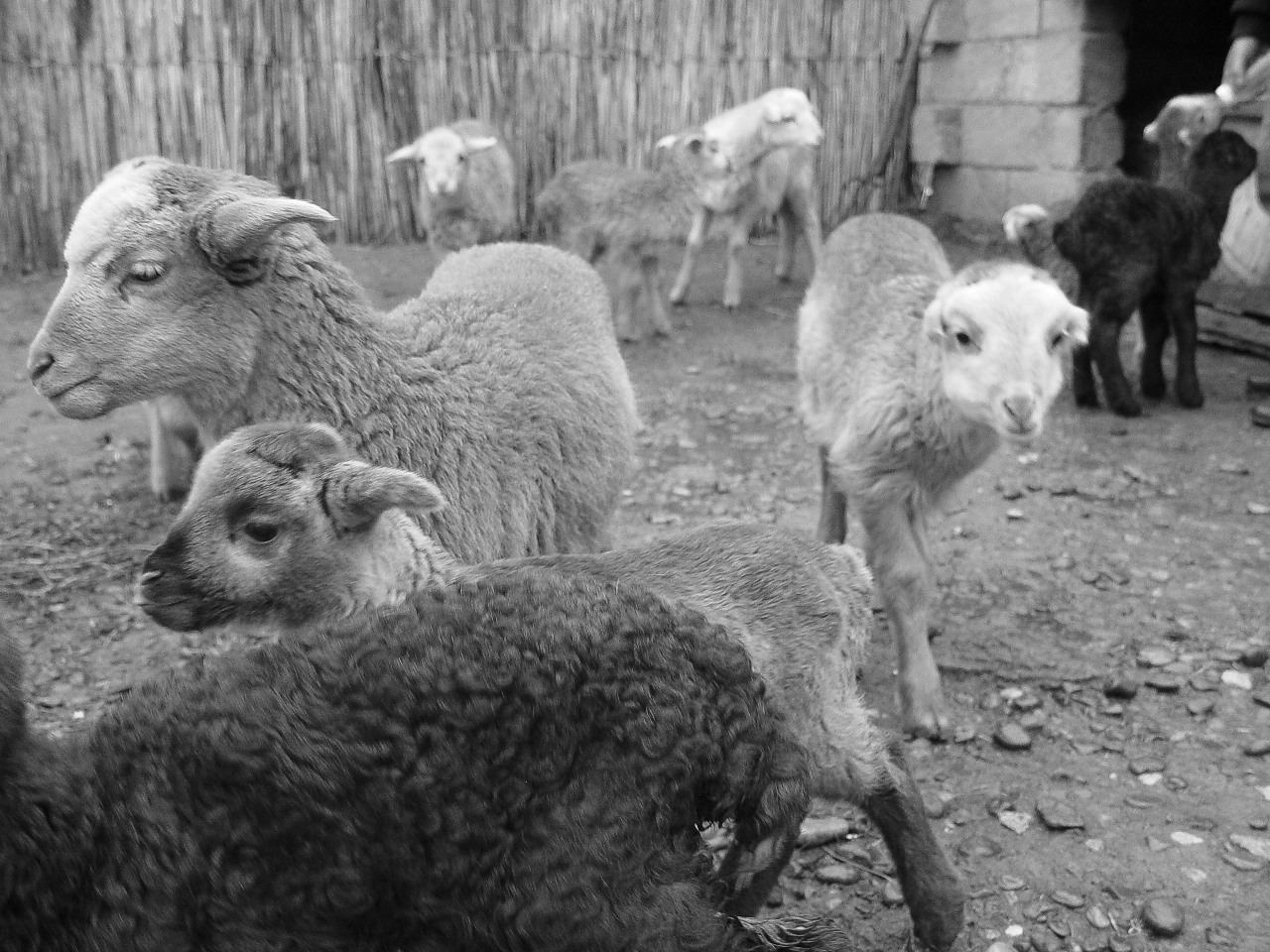 Baby sheep at a client in Sabirabad.
