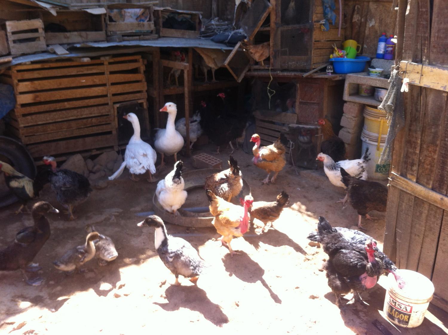 Olinda's chickens and ducks. I'm no poultry farmer, but this looks like free range to me.