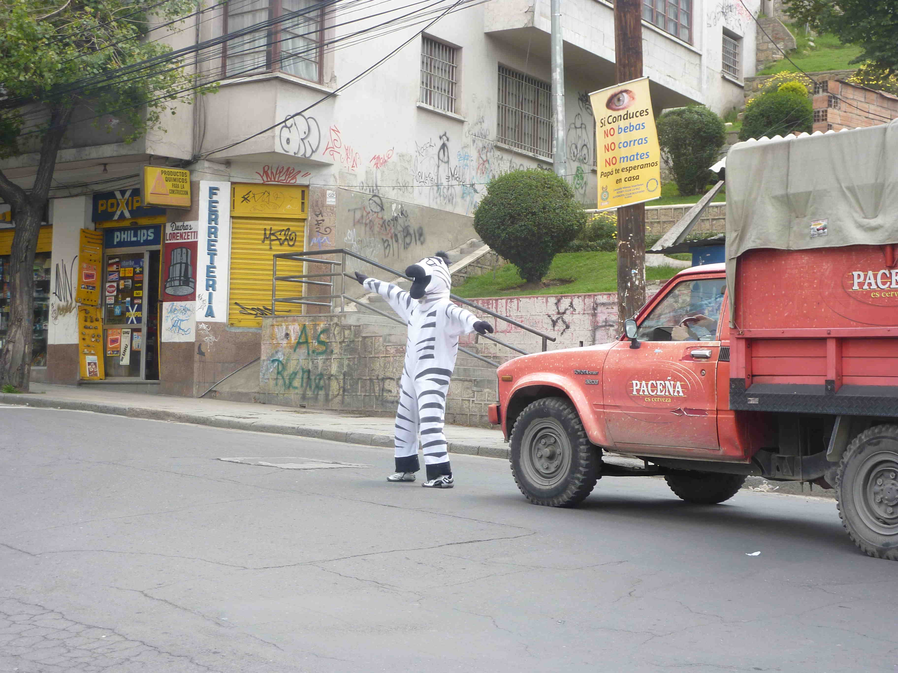 "Zebra" directing traffic on the streets of La Paz Zebra directing traffic on the streets of La Paz