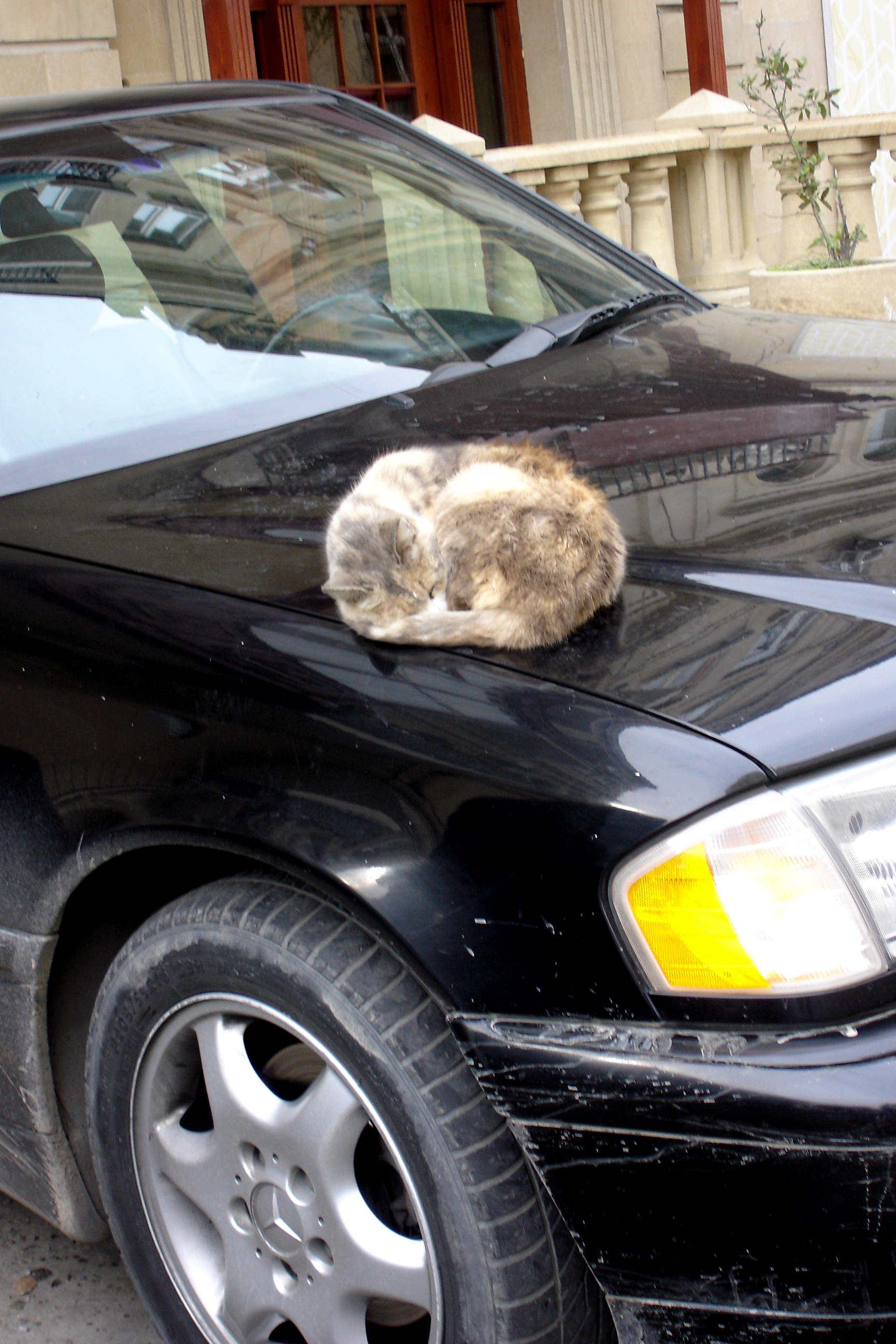 dsc004201 Cat on car.