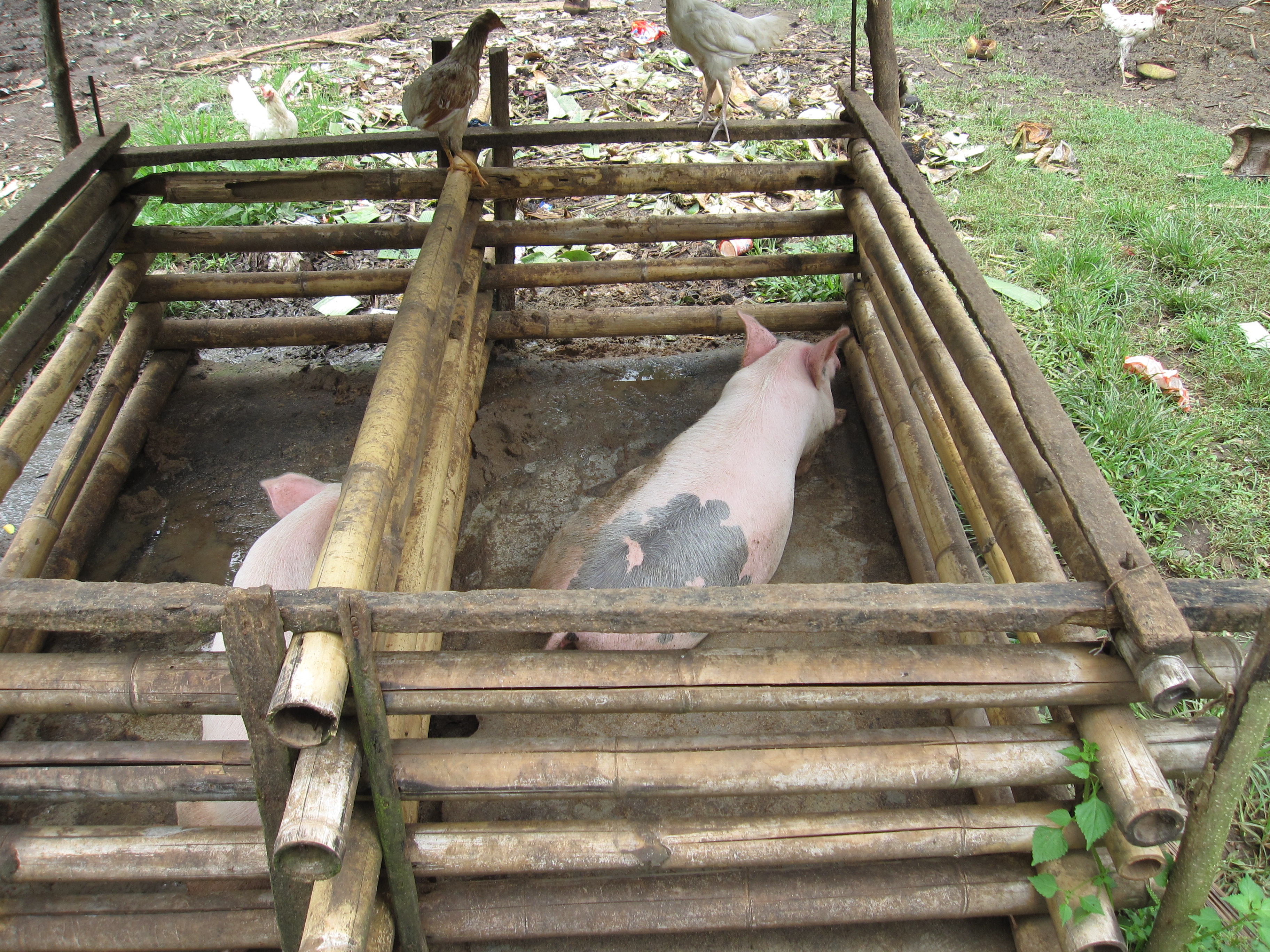 img_0548 typical pig sty