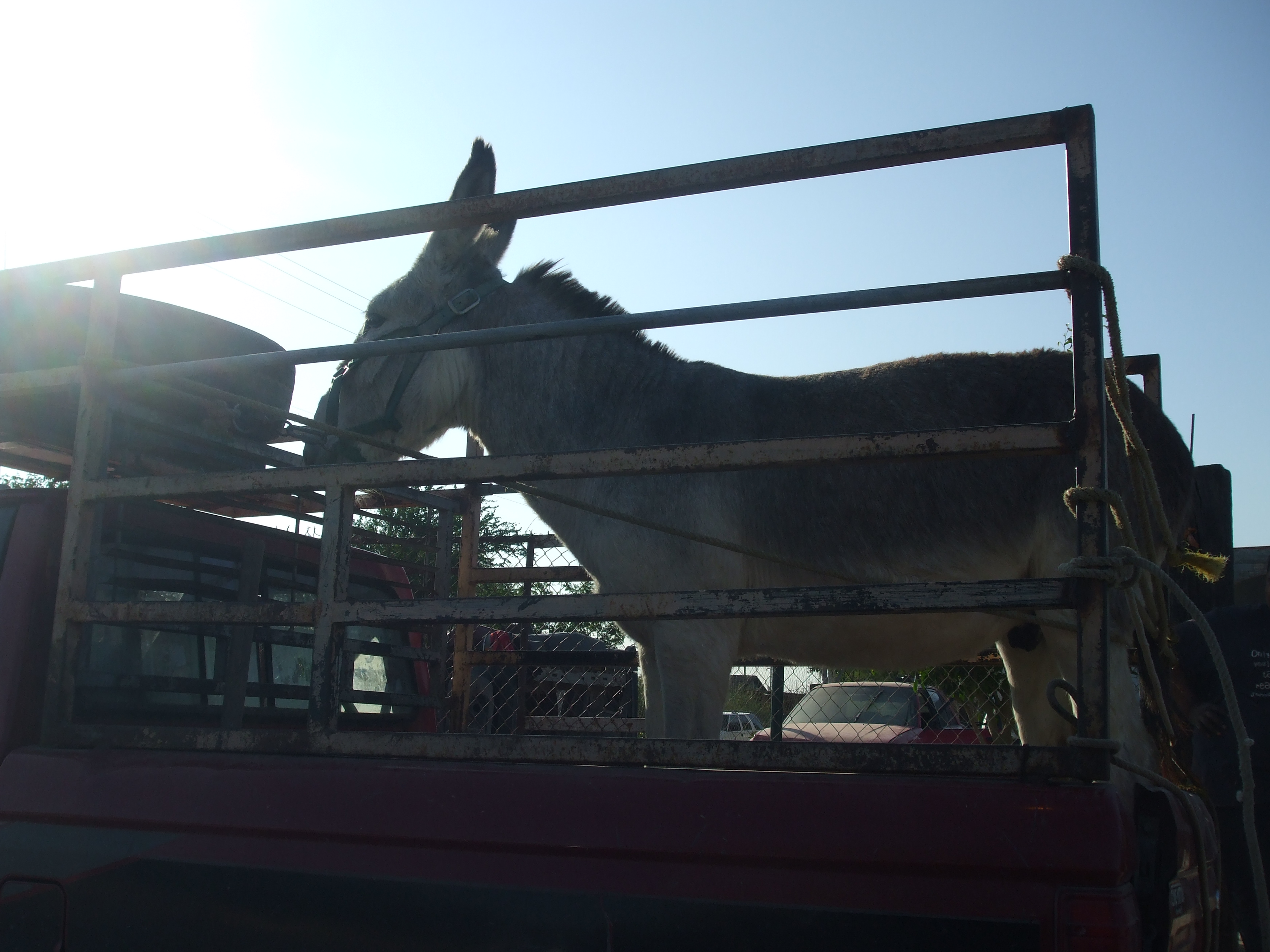 Donkey in Nuevo Laredo Donkey in Nuevo Laredo