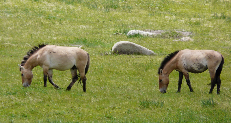 P1020430 Przewalksi horses at the Khustain Nuruu National Park