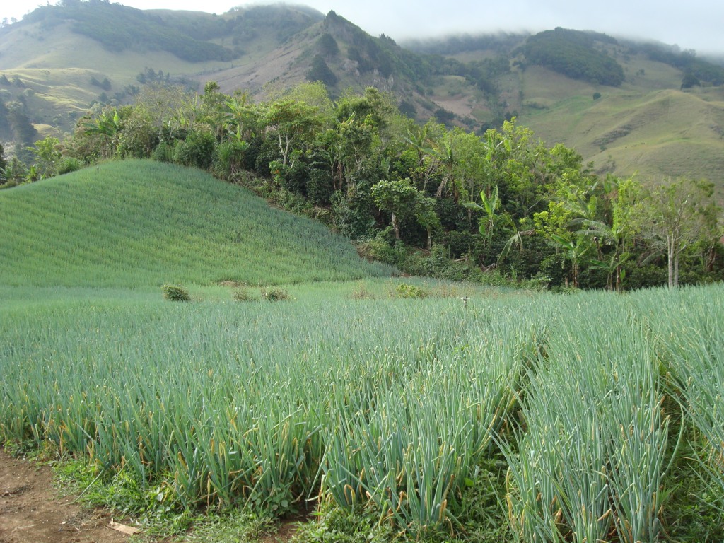 An EDESA borrower's chive fields in beautiful Costa Rica An EDESA borrower's chive fields in beautiful Costa Rica