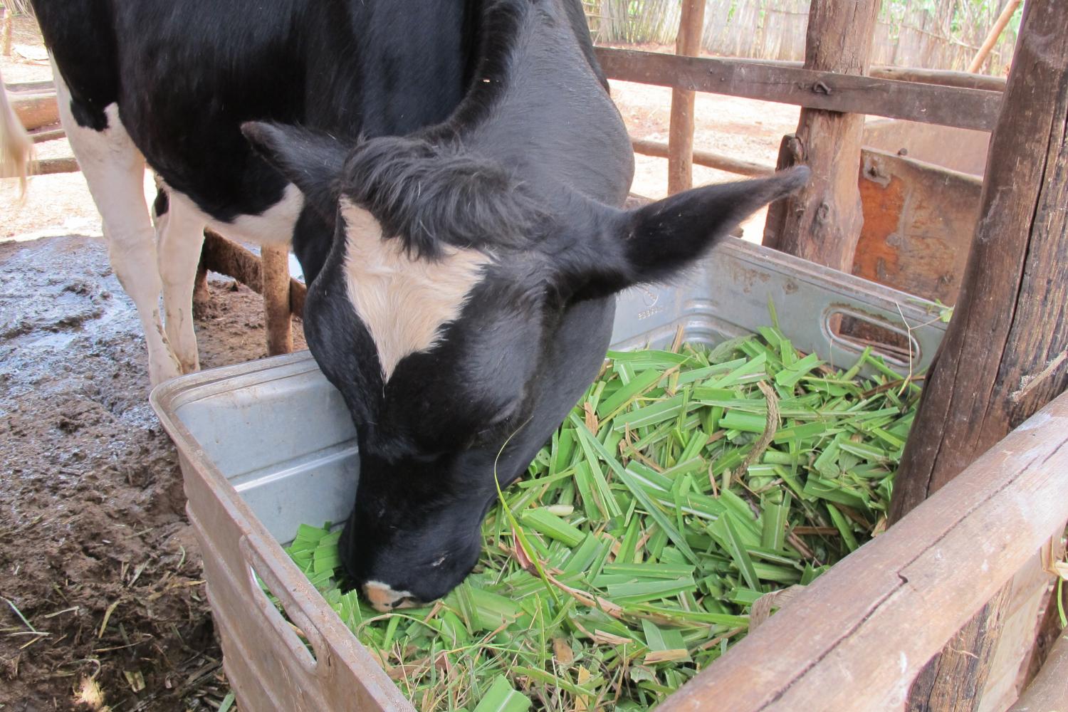 A result of entrepreneurial success - a cow like this is worth $800