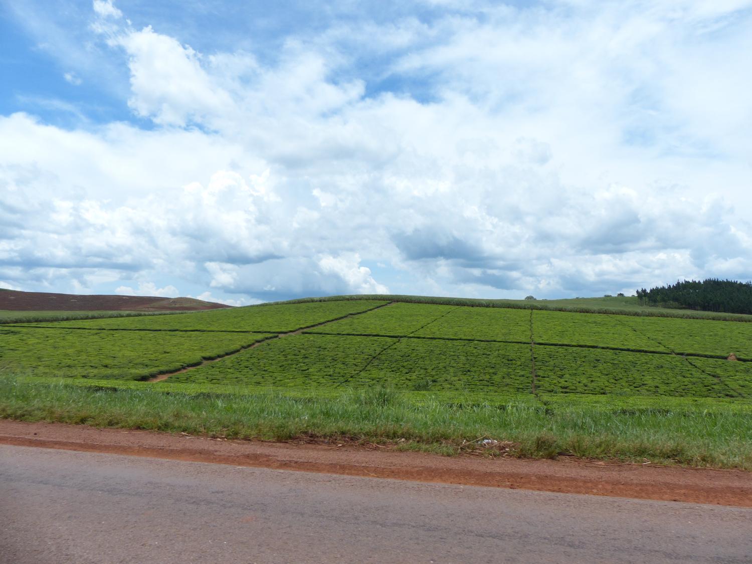 tea plantation