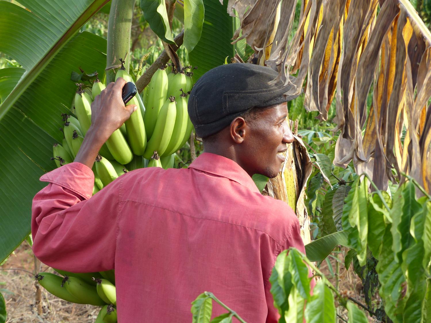 Grameen CKW farmer checking his plantains