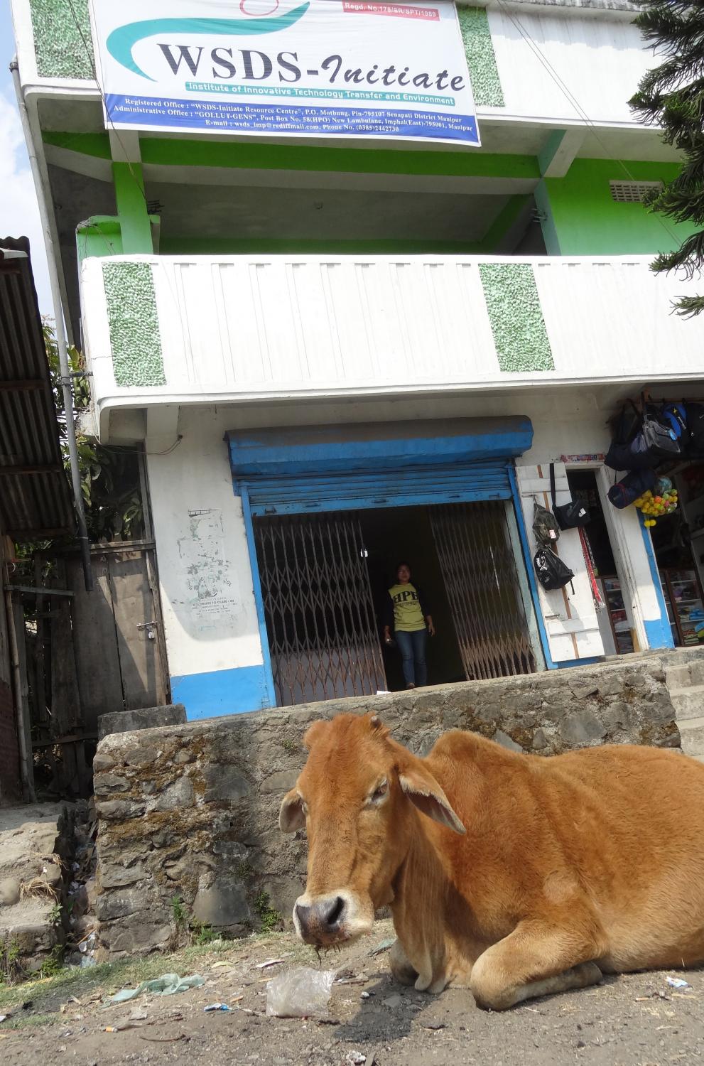 WSDS's Motbung branch office is not only the office to 4 amazing field officers who reach dozens of Kiva borrowers, but it's also a great hangout for the neighborhood cows. Stasi, WSDS, India