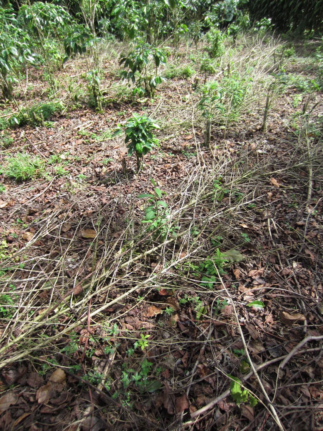 Coffee bushes killed by coffee rust.