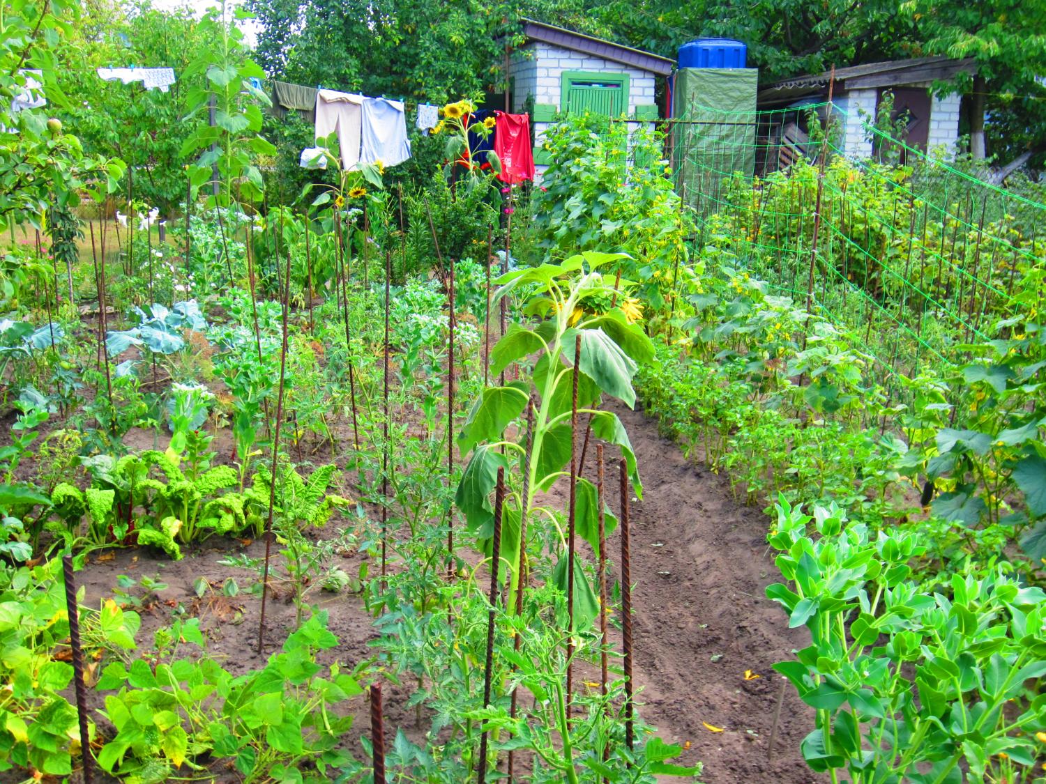 Part of the garden