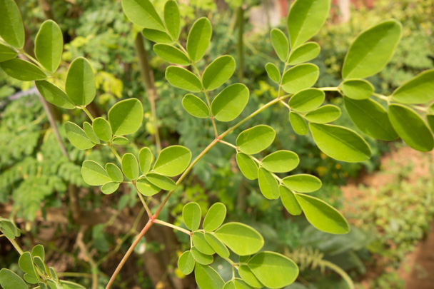 Moringa leaves