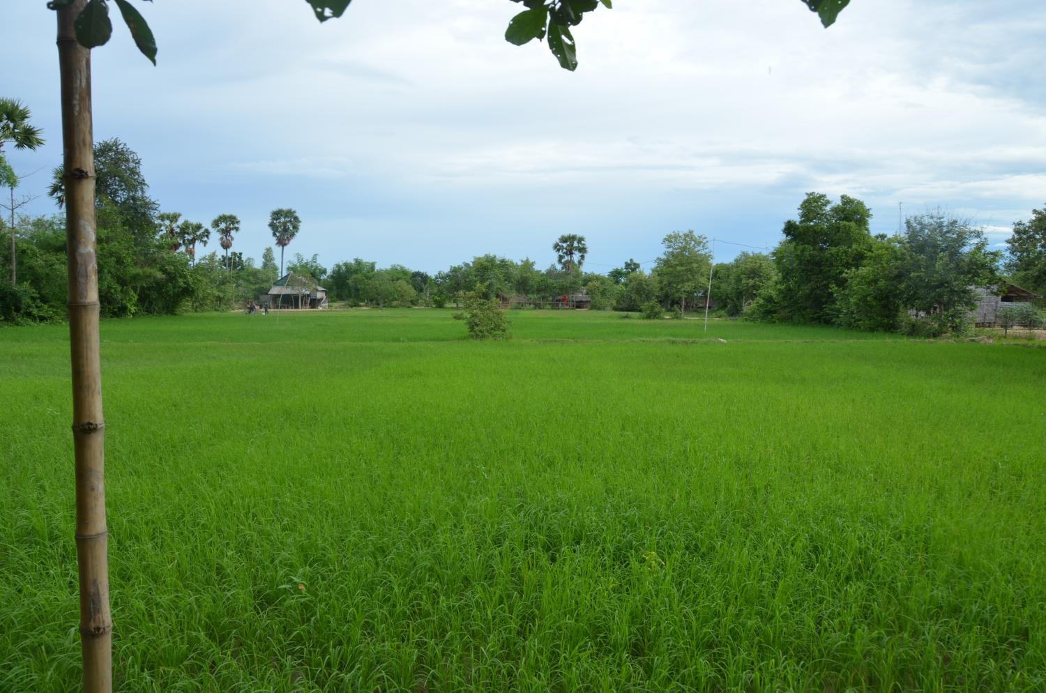 A vibrant rice paddy during the start of the rainy season.
