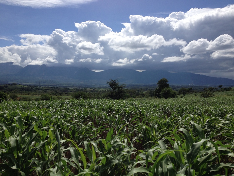 Beautiful! 2 manzanas (~3 acres) of corn!