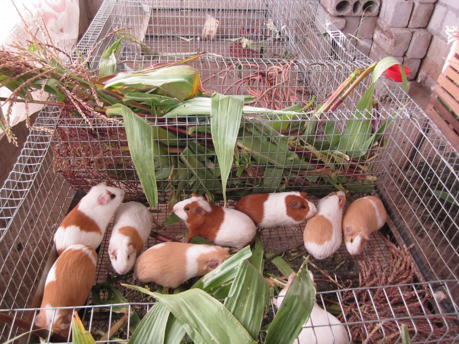 Guinea pigs in a cage, ready for sale