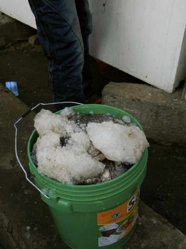 bucket of fish with ice - photo credit Yvette