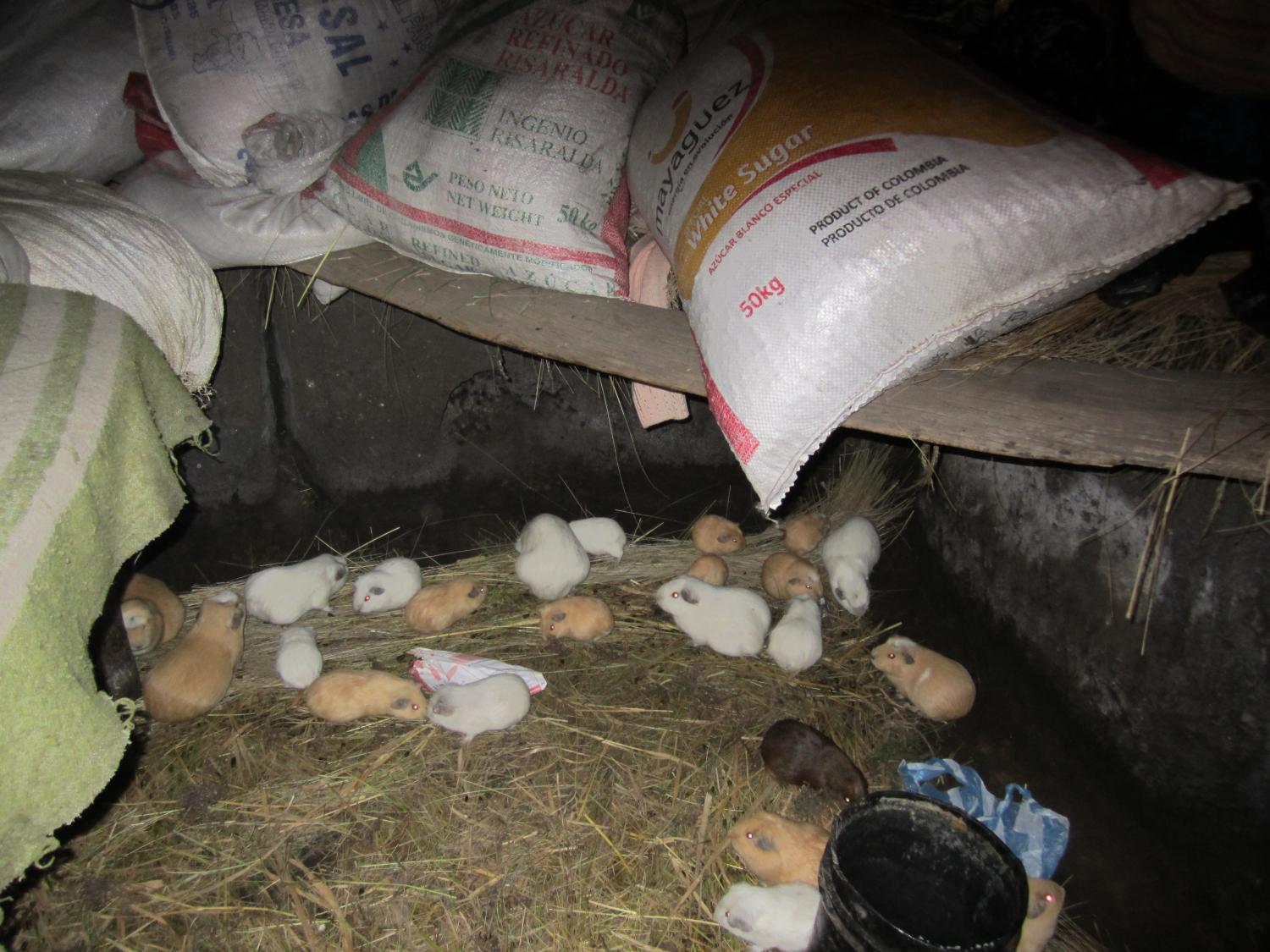 Many people who raise guinea pigs have them run free inside their home. Free range guinea pigs!