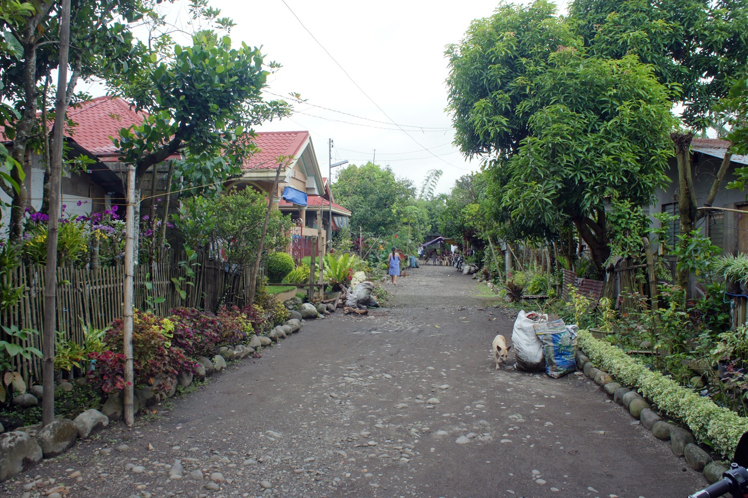 The whole neighborhood looked like a garden . Photo credit: Yungkit