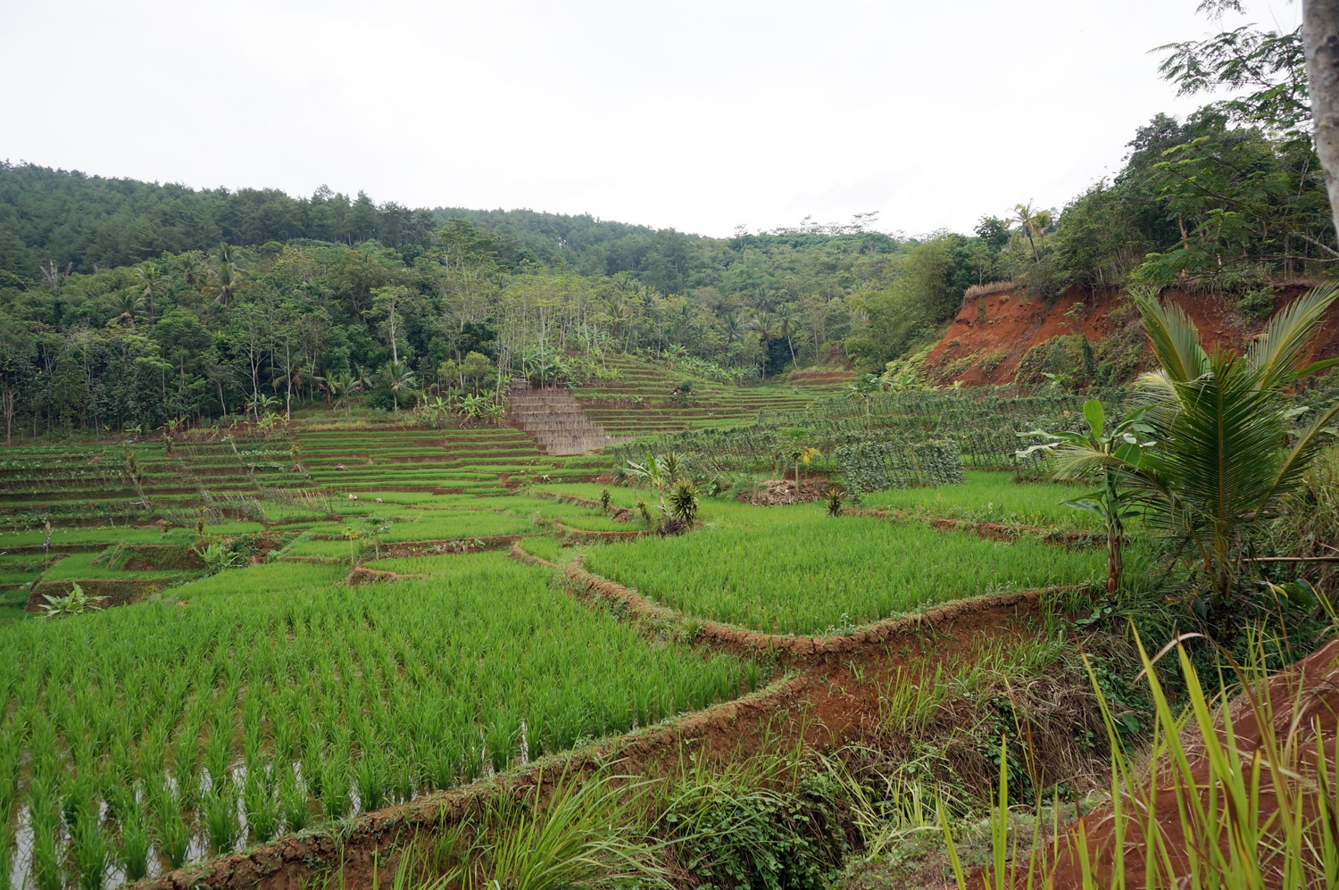 Turns out, up the hill that was behind their home was this beautiful rice paddy field. Photo credit: Yungkit