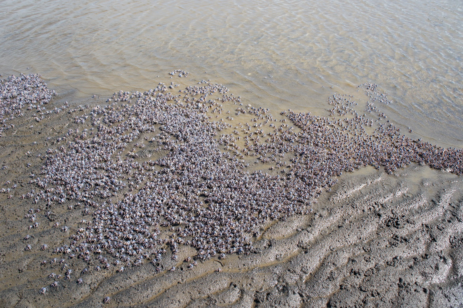 Little crabs crawling across the sand. Millions! Photo credit: Yungkit