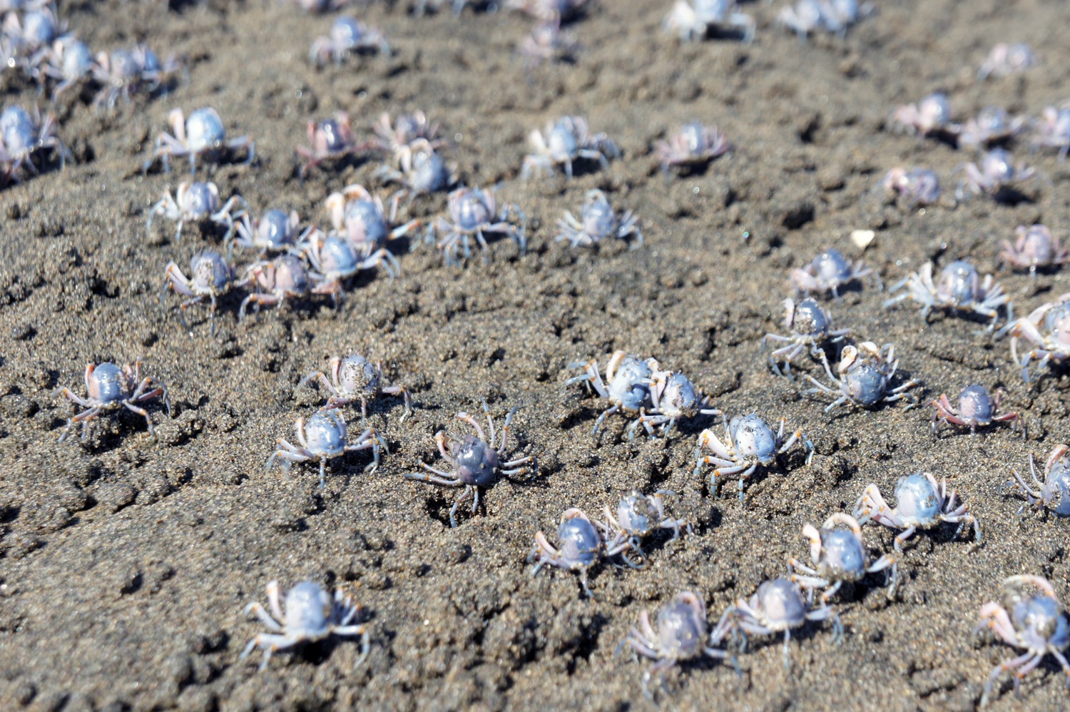 Close up of crabs crawling away from us. Photo credit: Yungkit