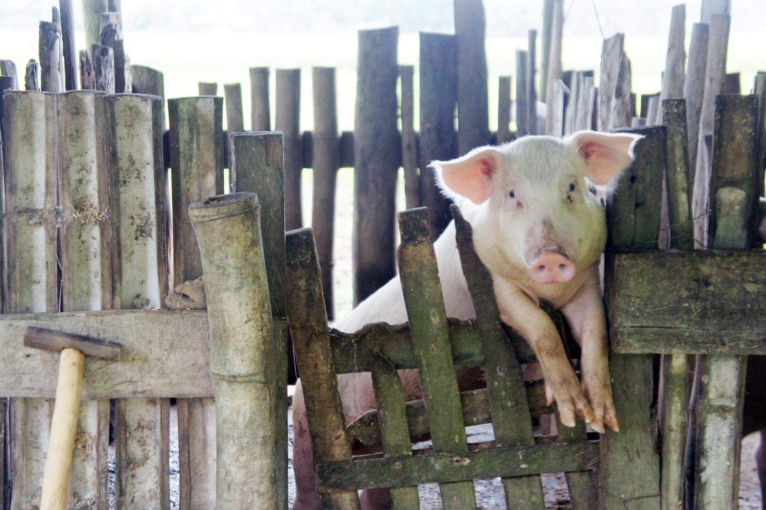 Pretty cute bacon there. Photo credit: Yungkit