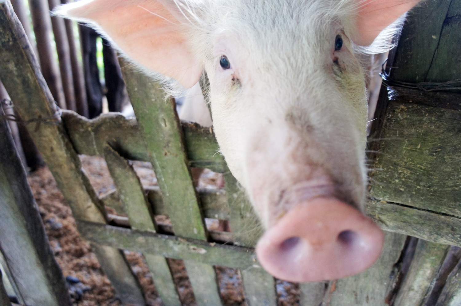 Two month old piglet, Photo credit: Yungkit