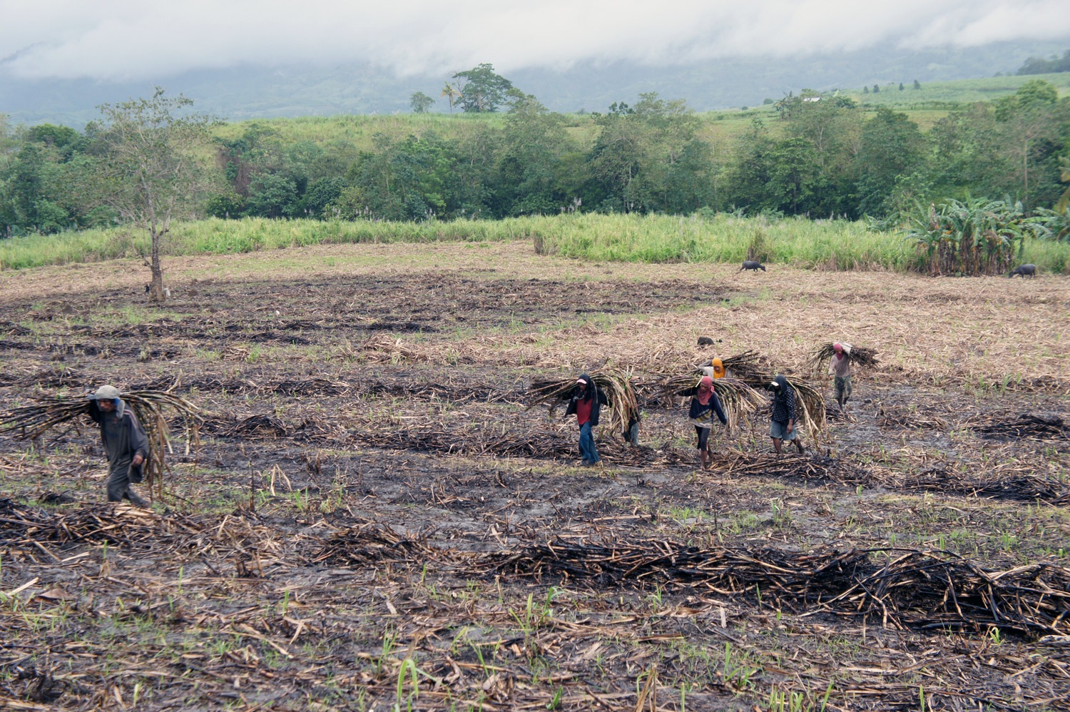 Sugarcane field being cleared by locals. Photo credit: Yungkit
