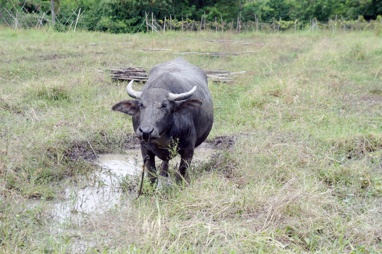 This ox loved the mud. Photo credit: Yungkit
