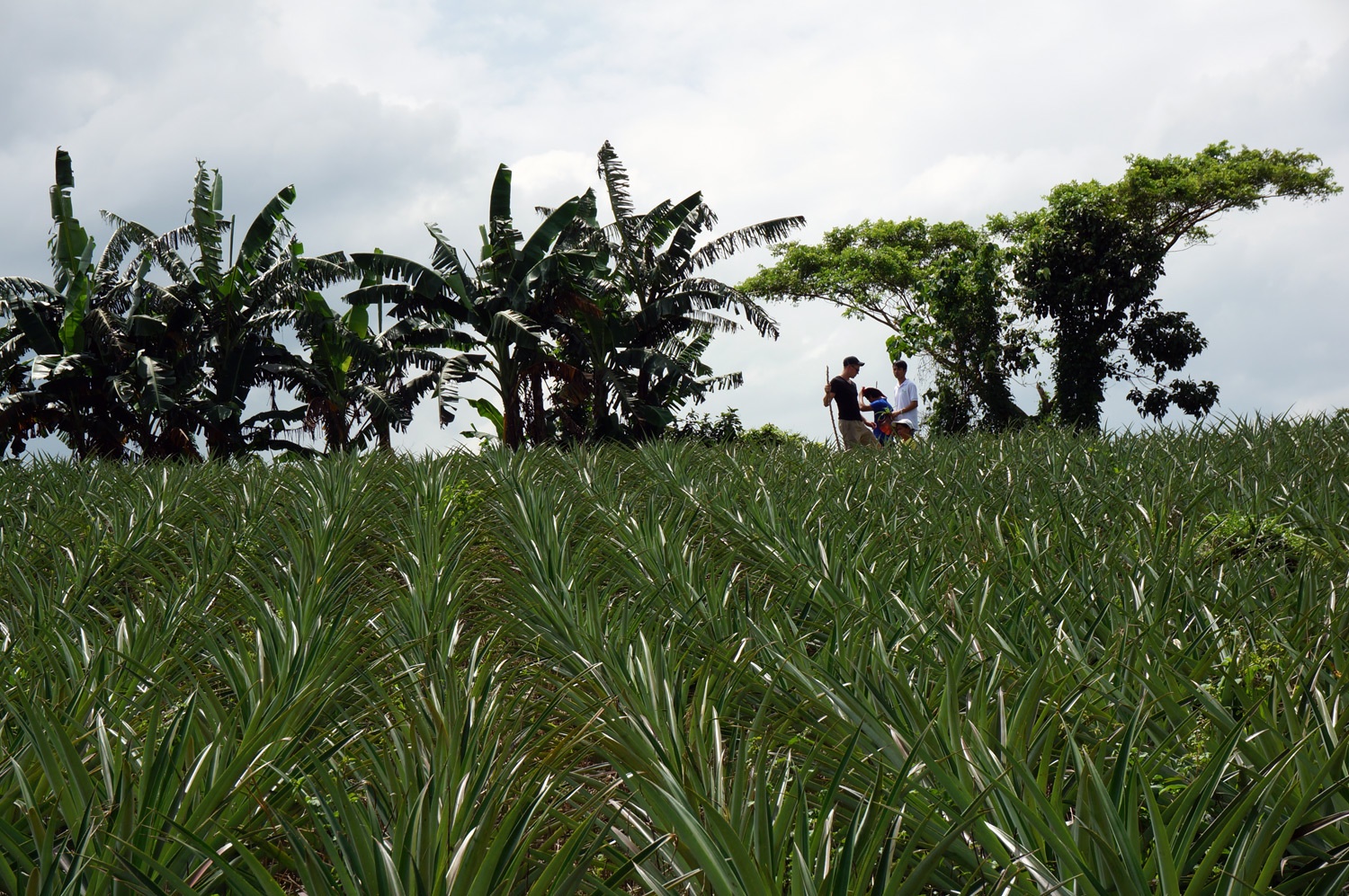 Pineapple farm. Photo credit: Yungkit