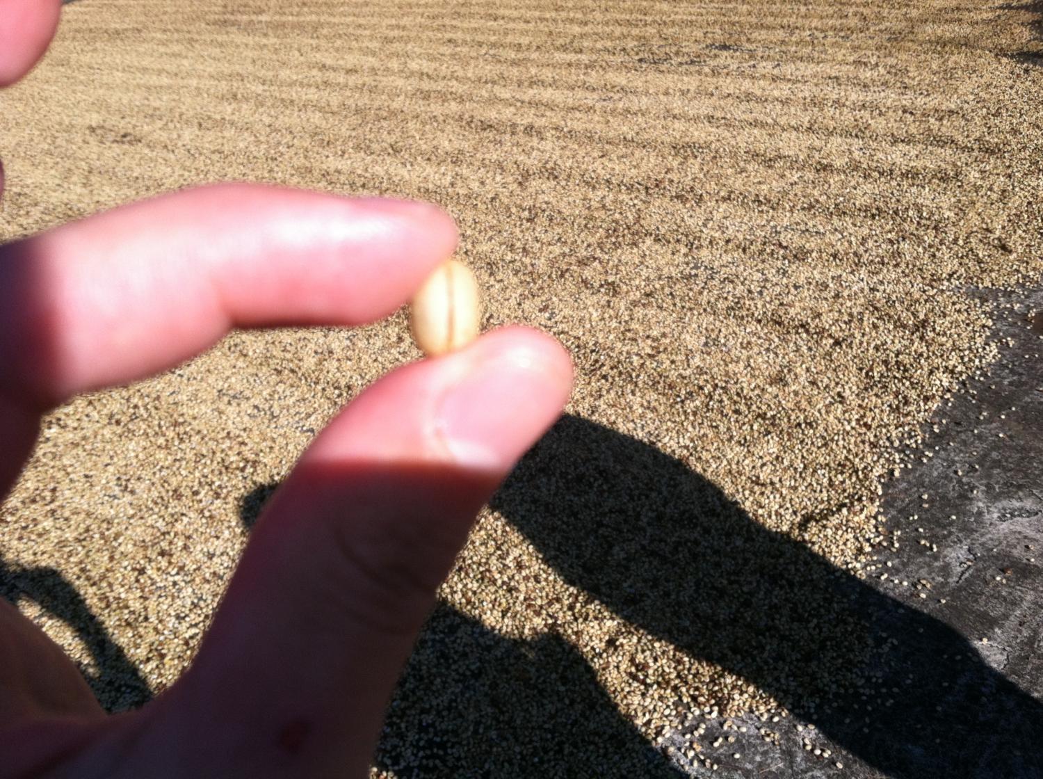 A lot of coffee beans