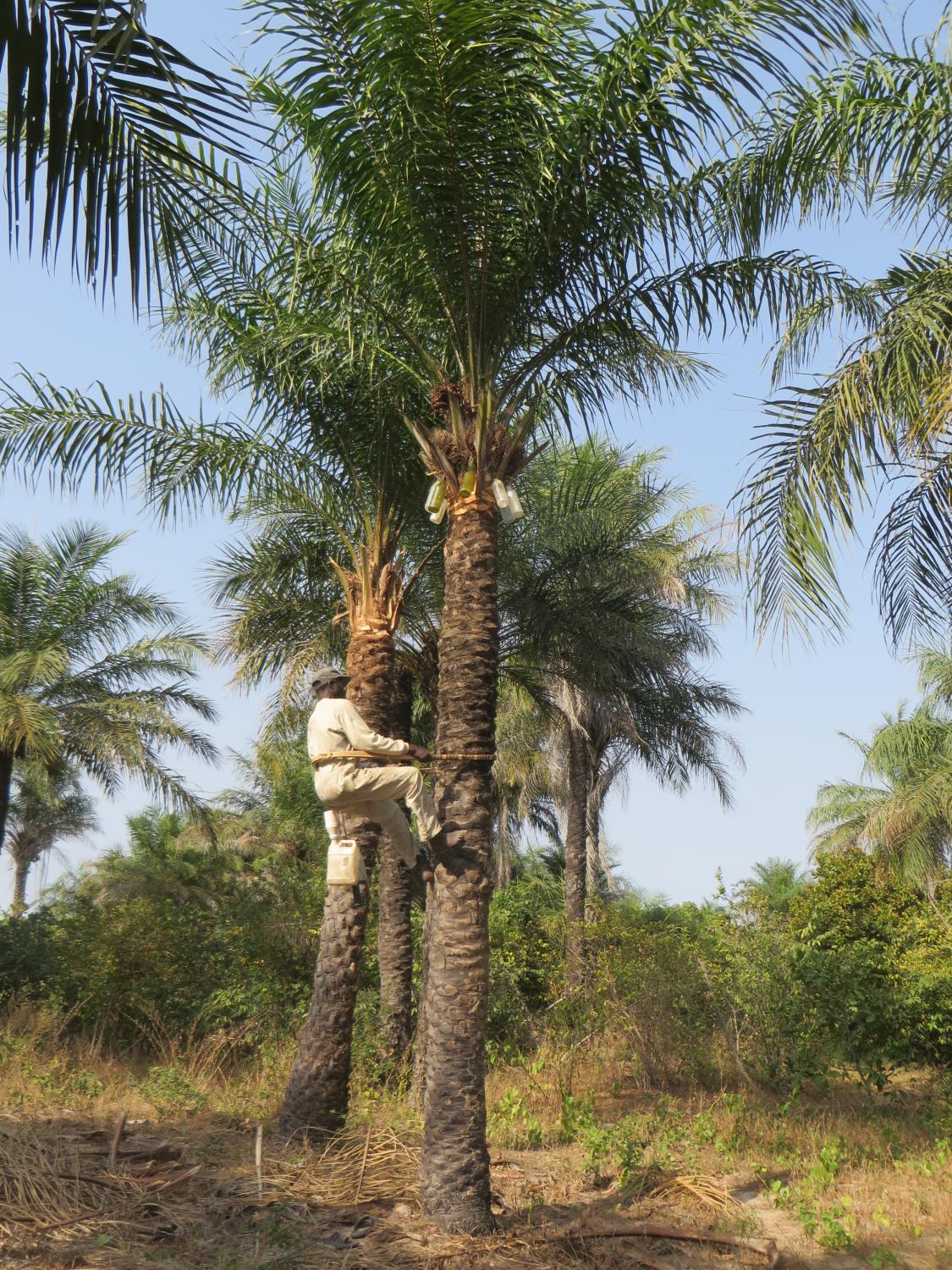 A farmer collecting palm wine in Casamance (450 miles from Dakar)