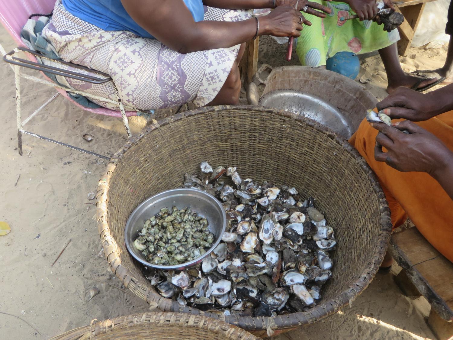 Women preparing wild oysters collected from mangroves roots in Casamance
