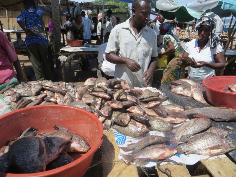 fish market in Musoma