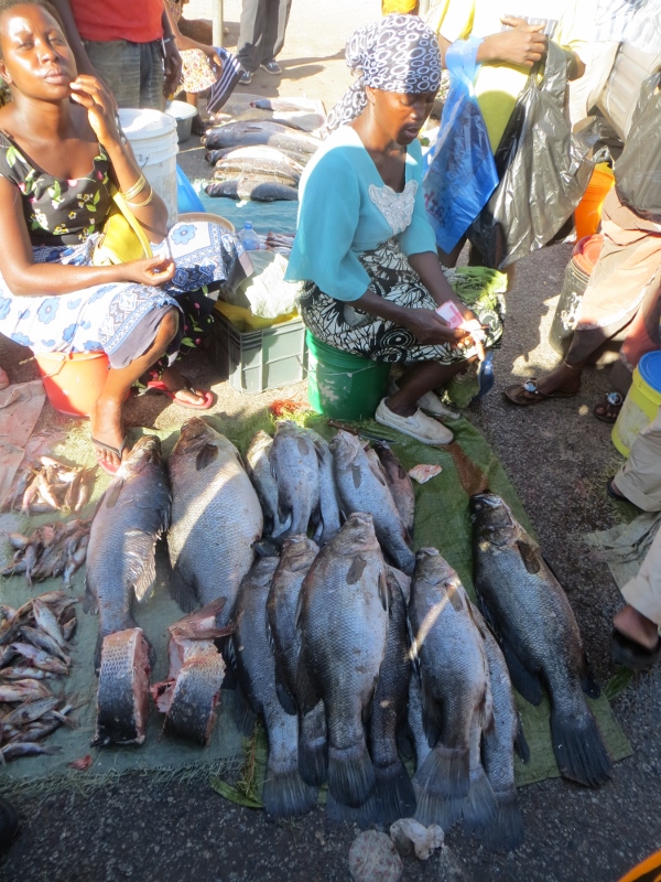 Big Nile Perch Fish at market in Mwanza
