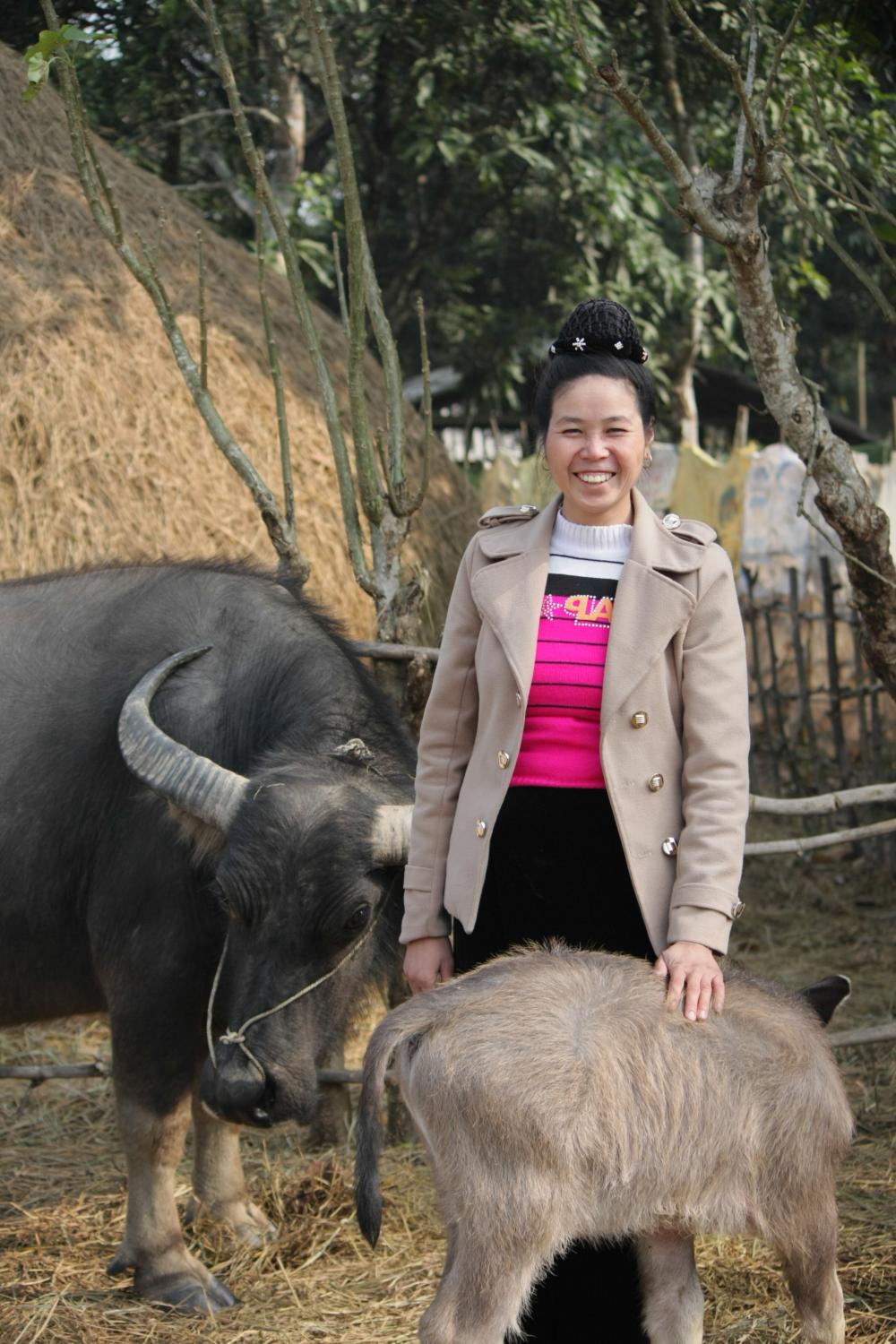 Mrs. Thanh and her bulls.