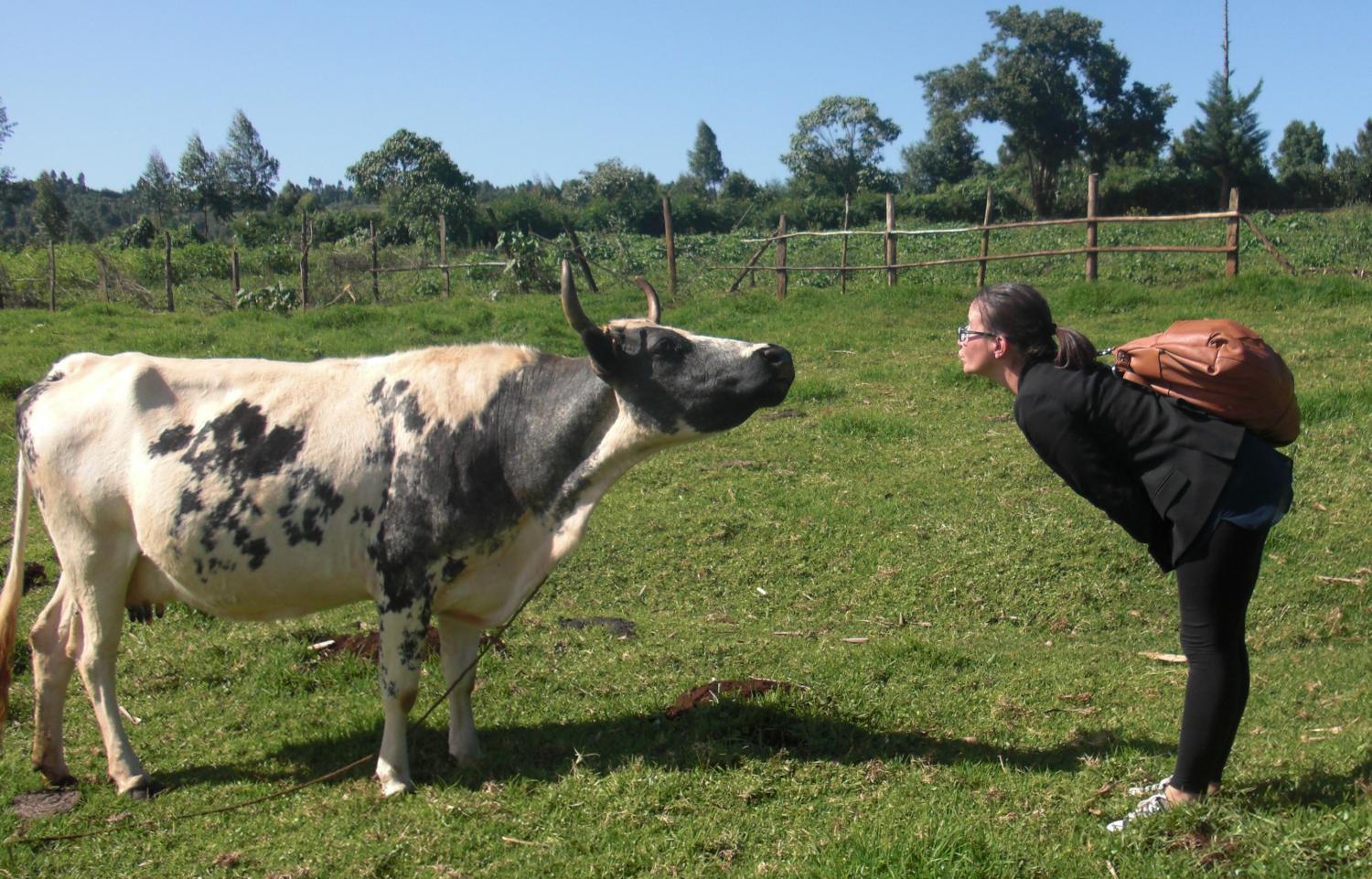 When a mzungu meets a Kenyan dairy cow