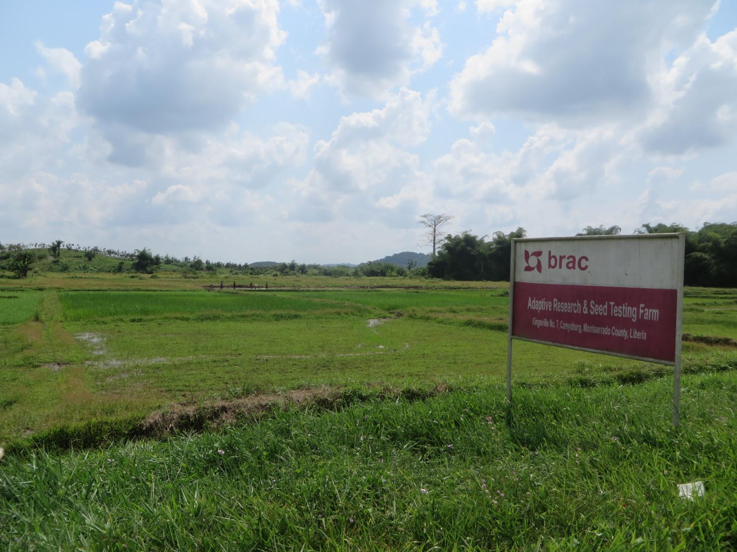 BRAC Seed testing farm in Kingsville - Corn, rice, cassava, eggplants, pumpkin, etc.