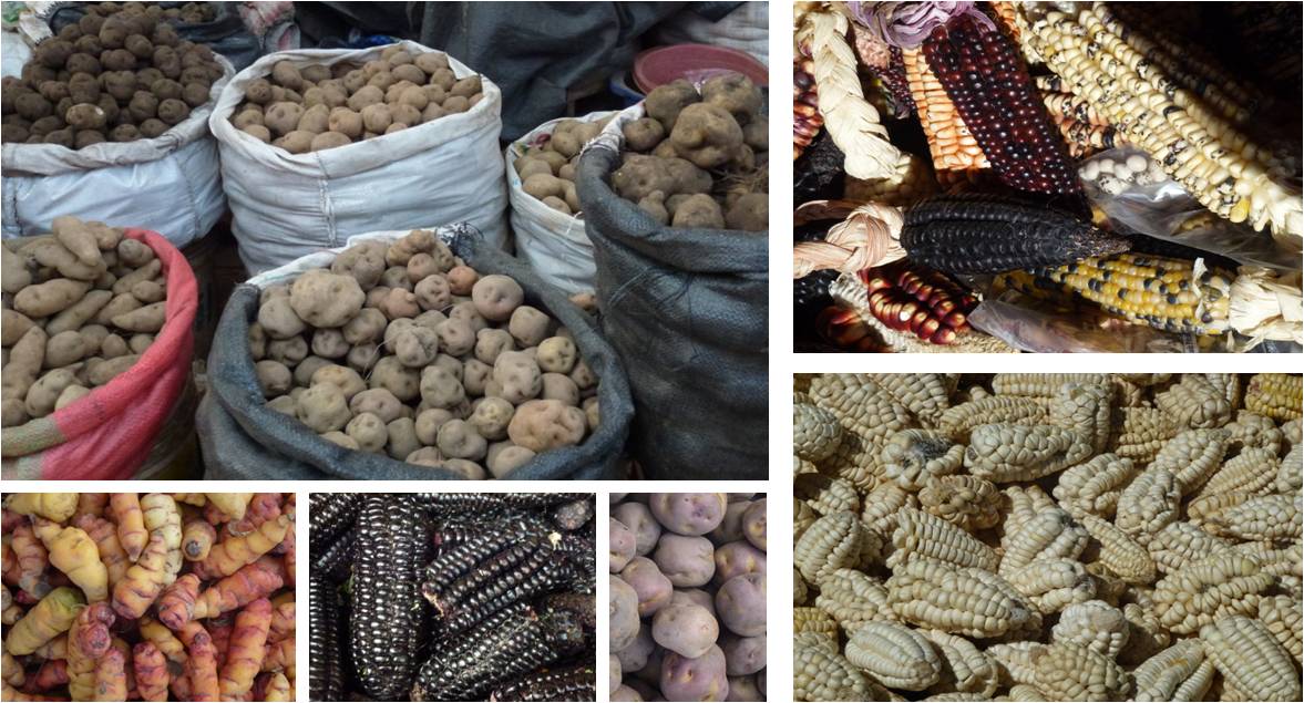 The uncountable number of potato types and maize types, in all shapes and colors, are something Andean Peruvians are pretty proud of.