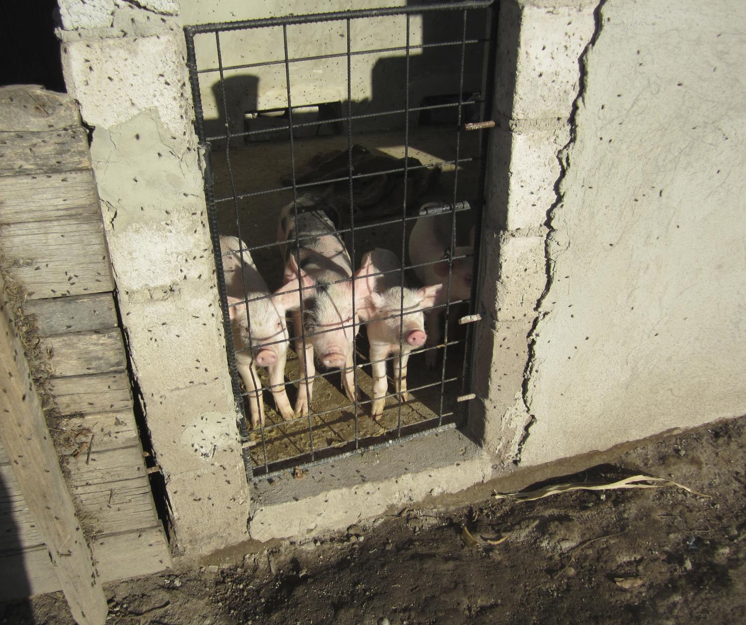 Four newly purchased piglets in their pigpen for the Biodigester project