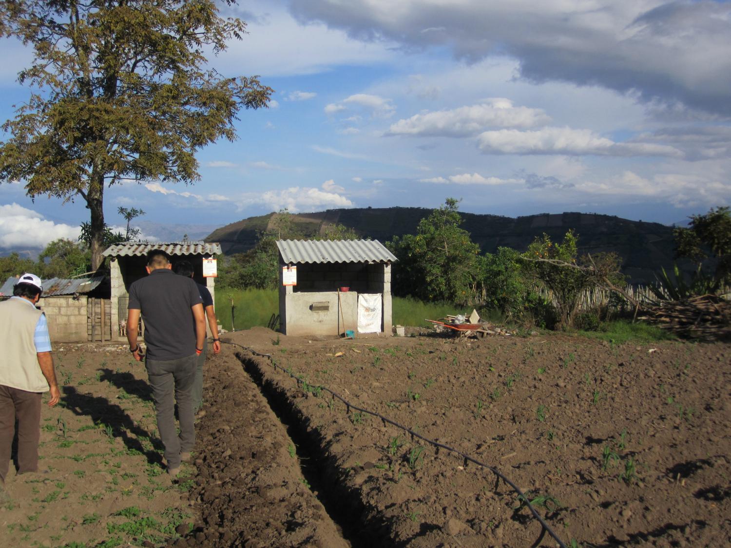 Walking through a client's cornfield to check on the progress of the pigs and the Biodigester