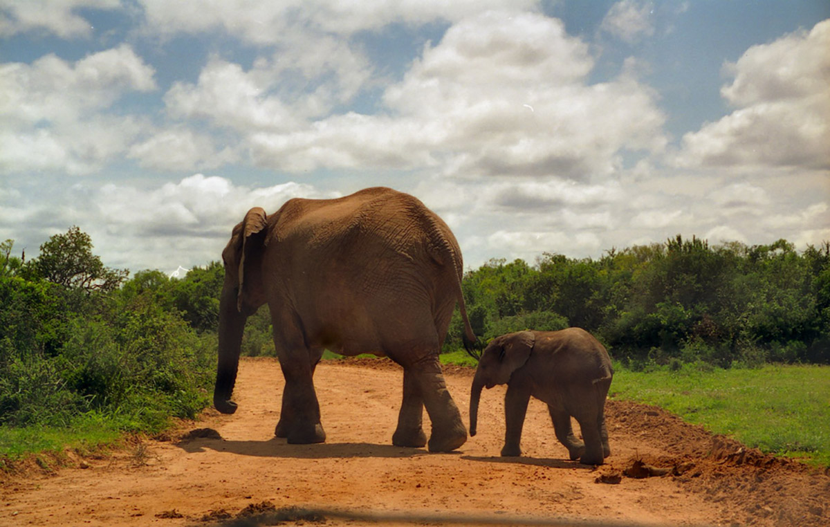 Addo Elephant Park (Photo by Flickr user Brian Snelson)