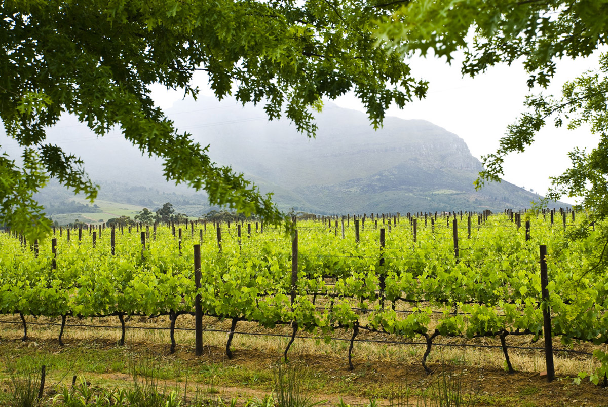 Rust en Vrede winery (Photo by Flickr user Paul Weingartz)