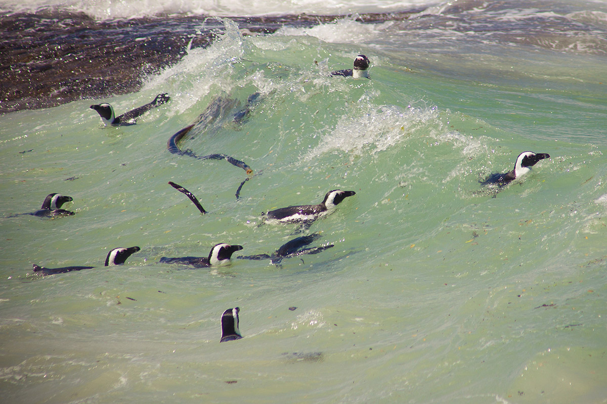 Penguins in Simon's Town (Photo by Flickr user Bertrand Dupperin)